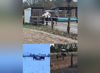Offenstallplatz für Wallach - 25482 Appen-Etz - bedampftes Heu