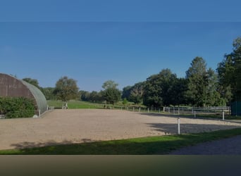 Offenstallplatz für Wallach frei