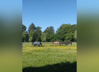 Offenstallplatz mit Unterricht/Beritt frei