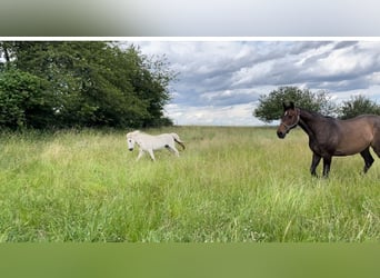 Offenstallplatz Stute