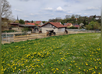 Offenstallplatz Vollpension zu vergeben