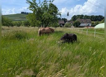 Offenstallplatz/Paddockbox mit viel Auslauf