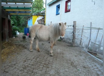 Offering space for your horse — pasture stall, boarder, open stable space, stall available, pasture