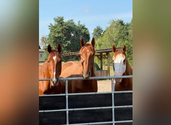 Open stable box available