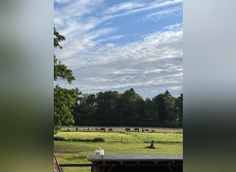 Open stable / box available, pasture, riding arena, covered round pen