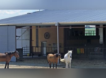 Open stable boxes available