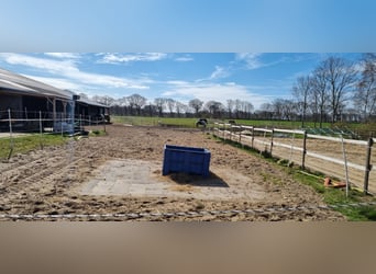 Open stable boxes available in Sievern.