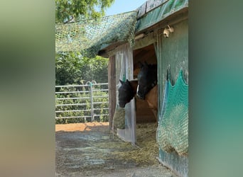 Open stable space available