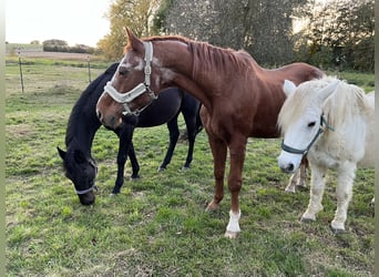 Open stable space available