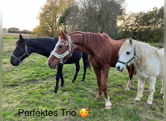 Open stable space available