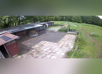 Open stable space available for an older horse
