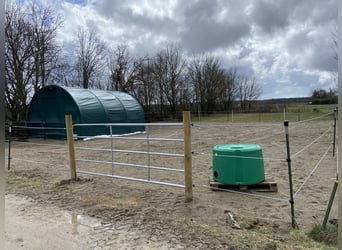 Open-stable space for an Icelandic mare or pony up to approx. 1.35 m.
