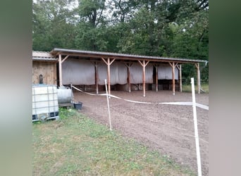 Open stable space with pasture access available in Wittingen/Ohrdorf