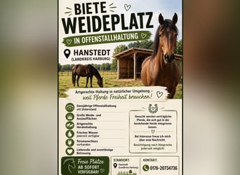 Open stable spaces available in Hanstedt, 21271