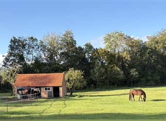 Open-stabling space with 5-star care