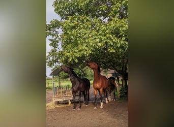 Paddock and trail herd management