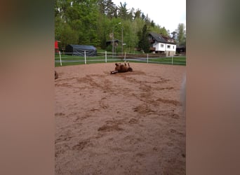 Pasture Access, Paddock, Box, and Riding Partner Opportunity