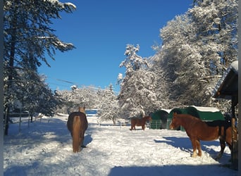 Pasture Access, Paddock, Box, and Riding Partner Opportunity