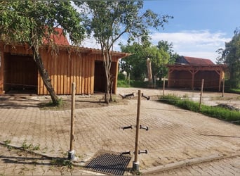 Pasture box for rent, suitable for allergy sufferers and respiratory horses