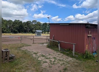 Pasture space available for a gelding in Otter, 21259