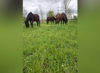 Pasture space available for gelding