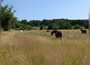 Pasture space available for gelding / mare