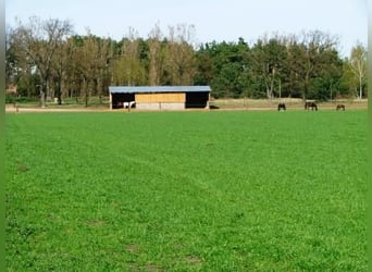 Pasture space available in a herd of mares
