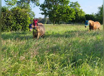 Pasture stall for mare / suitable for allergy sufferers