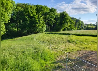 Pasture stall space available in Essen Schuir / Essen Kettwig