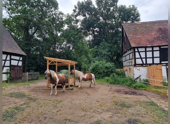 Pasture stall space for 1-2 geldings