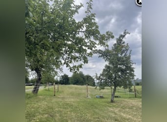 Pasture stall space – Retirement horse place