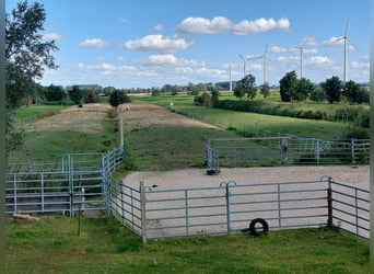 Pasture stall with grazing area for geldings near the North Sea
