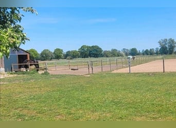 Pasture turnout available for a gelding