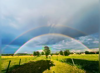 Pasture turnout available for geldings, 3 out of 5 spots free