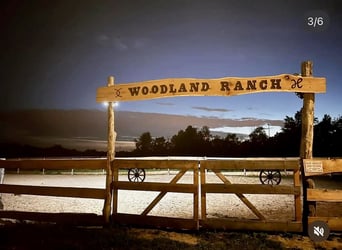 Pasture turnout / Pasture paddock / Trail riding / Grazing