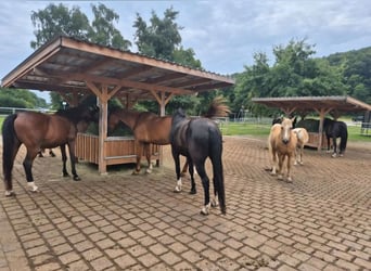 Pasture turnout stall