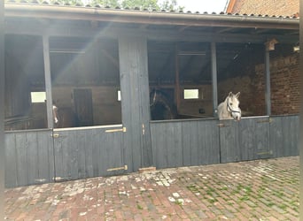 Platz für Gnadenbrotpferd frei