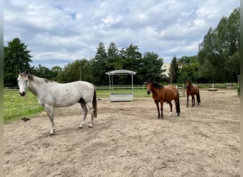 Privater Offenstallplatz in kleiner Wallachherde