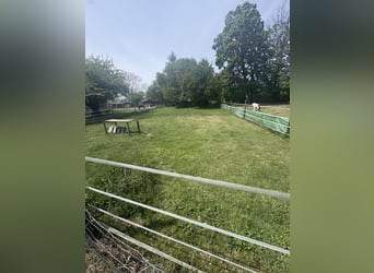 Self-sufficient pony pasture with shelter