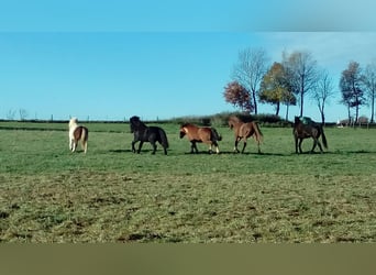 Space available in an open stable with a large 24/7 pasture near 82272 Moorenweis.