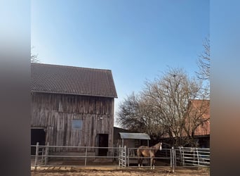 Space available in box stall or turnout paddock.