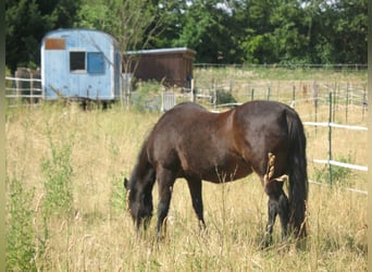 Space available in the pasture-based stable, possibly with a shared owner community.