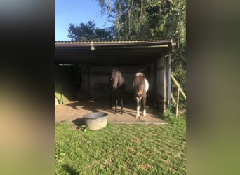 Space available in the pasture for a pony or small horse