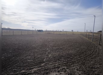 Spacious outdoor paddock with full board accommodation