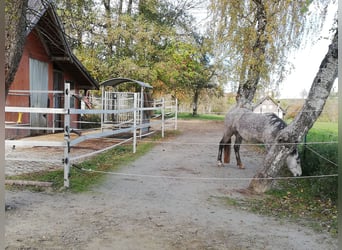 Stabling for leisure riders