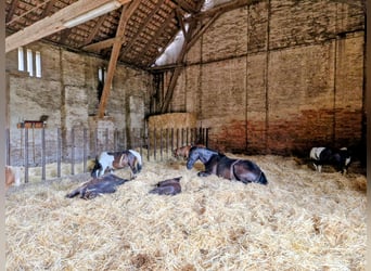 Stabling with indoor arena at Niederabsdorf Castle Riding Estate (District GF)