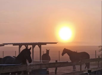 Urlaubsbetreuung für Pferde im Offenstall 