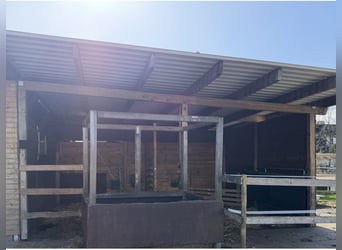 We offer our open stable with direct access to a riding arena for rent.