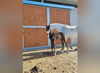 ⚜️Zuchtstutenbetreuung- vom besamen bis zum abfohlen⚜️