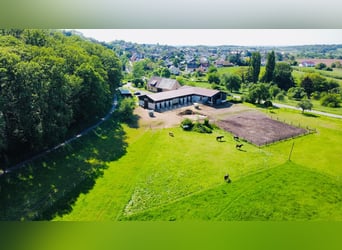 Betreutes wohnen für Ihr Pferd 